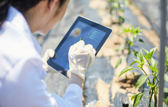 겨울철 채소 관리